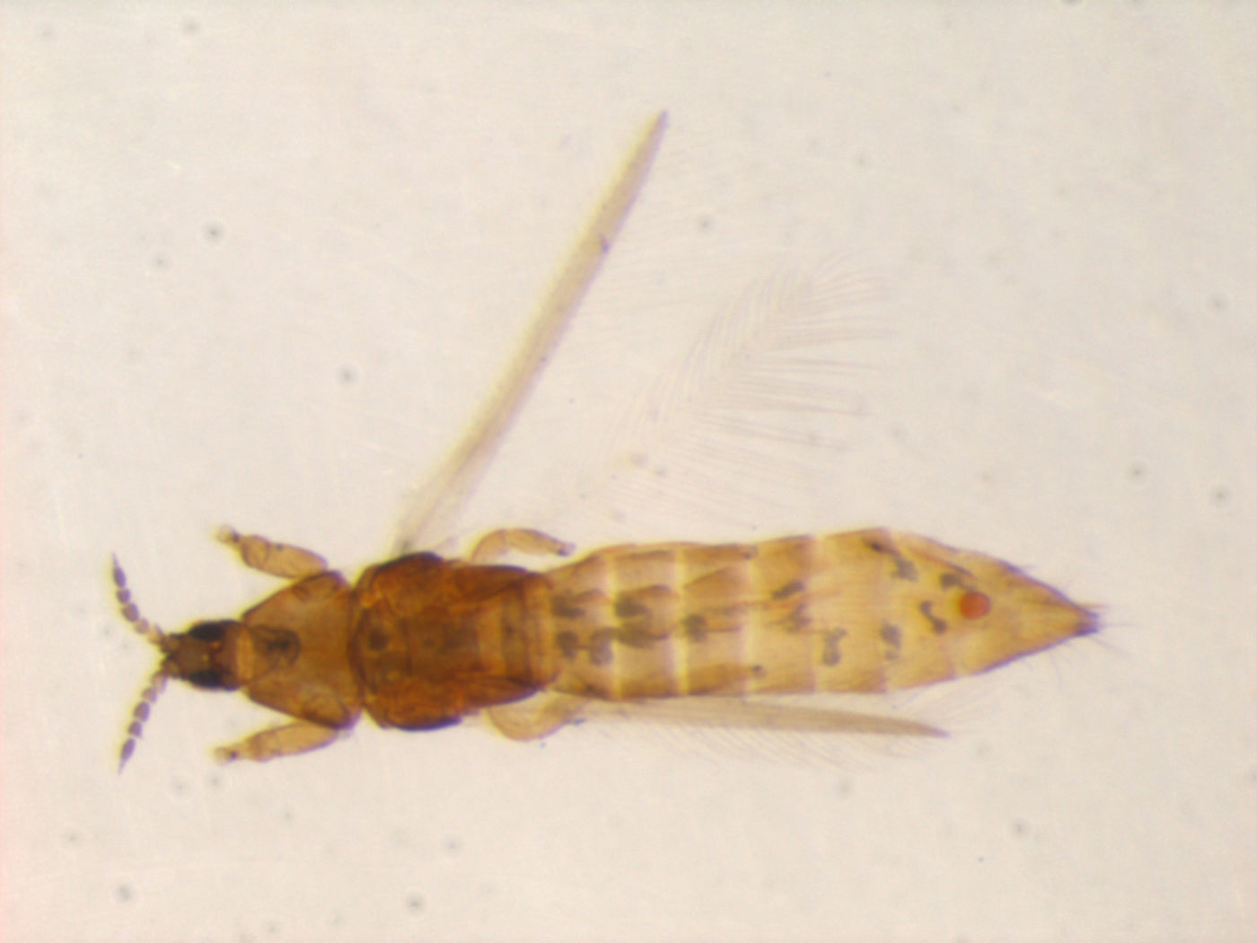 Chirothrips takahashii image
