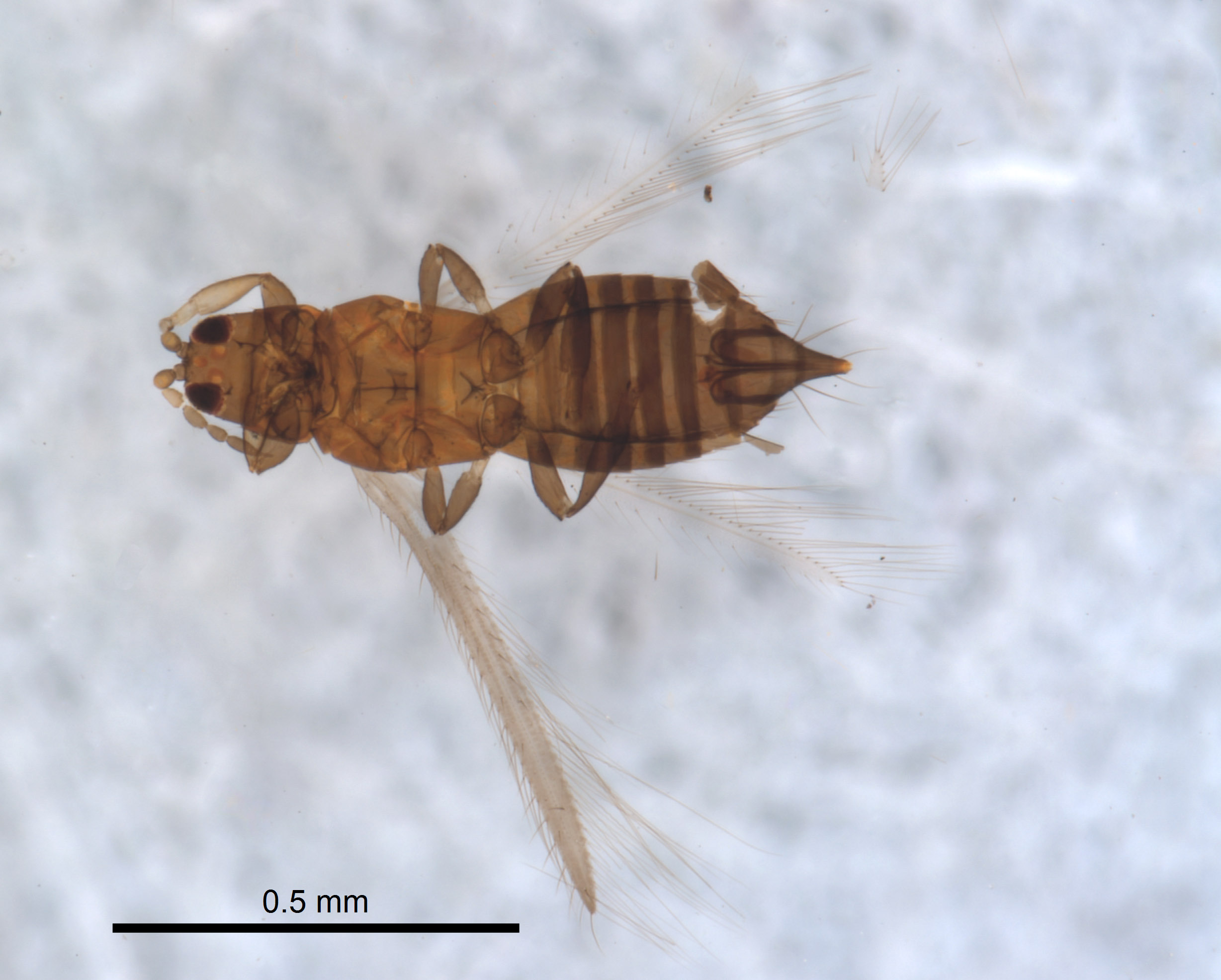 Euthrips image