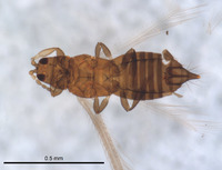 Euthrips minutus image