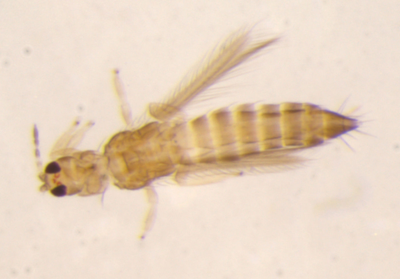 Isoneurothrips pallipes image