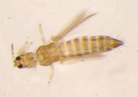 Image of Isoneurothrips pallipes