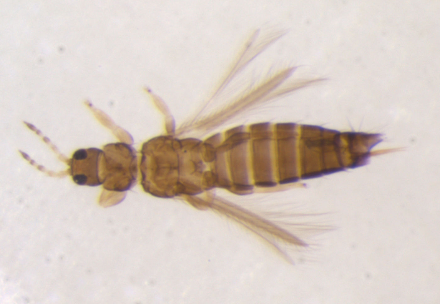 Isoneurothrips setipennis image