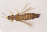Isoneurothrips setipennis image