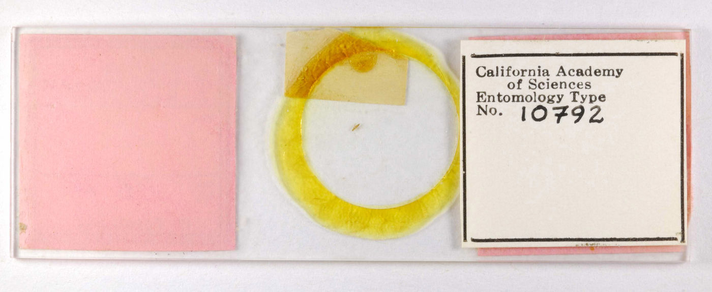 Isoneurothrips setipennis image