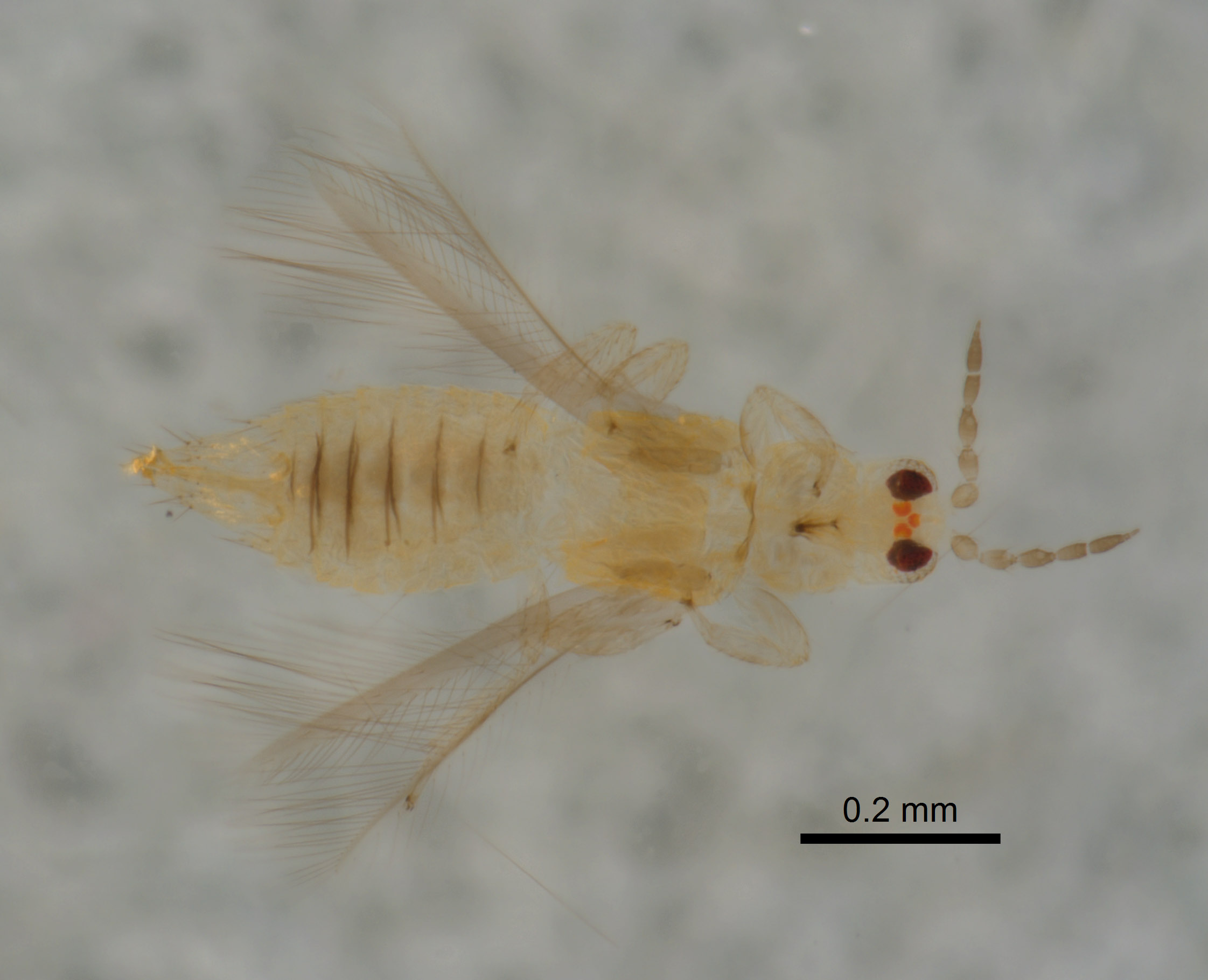 Scirtothrips acaciae image