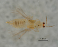 Image of Scirtothrips acaciae