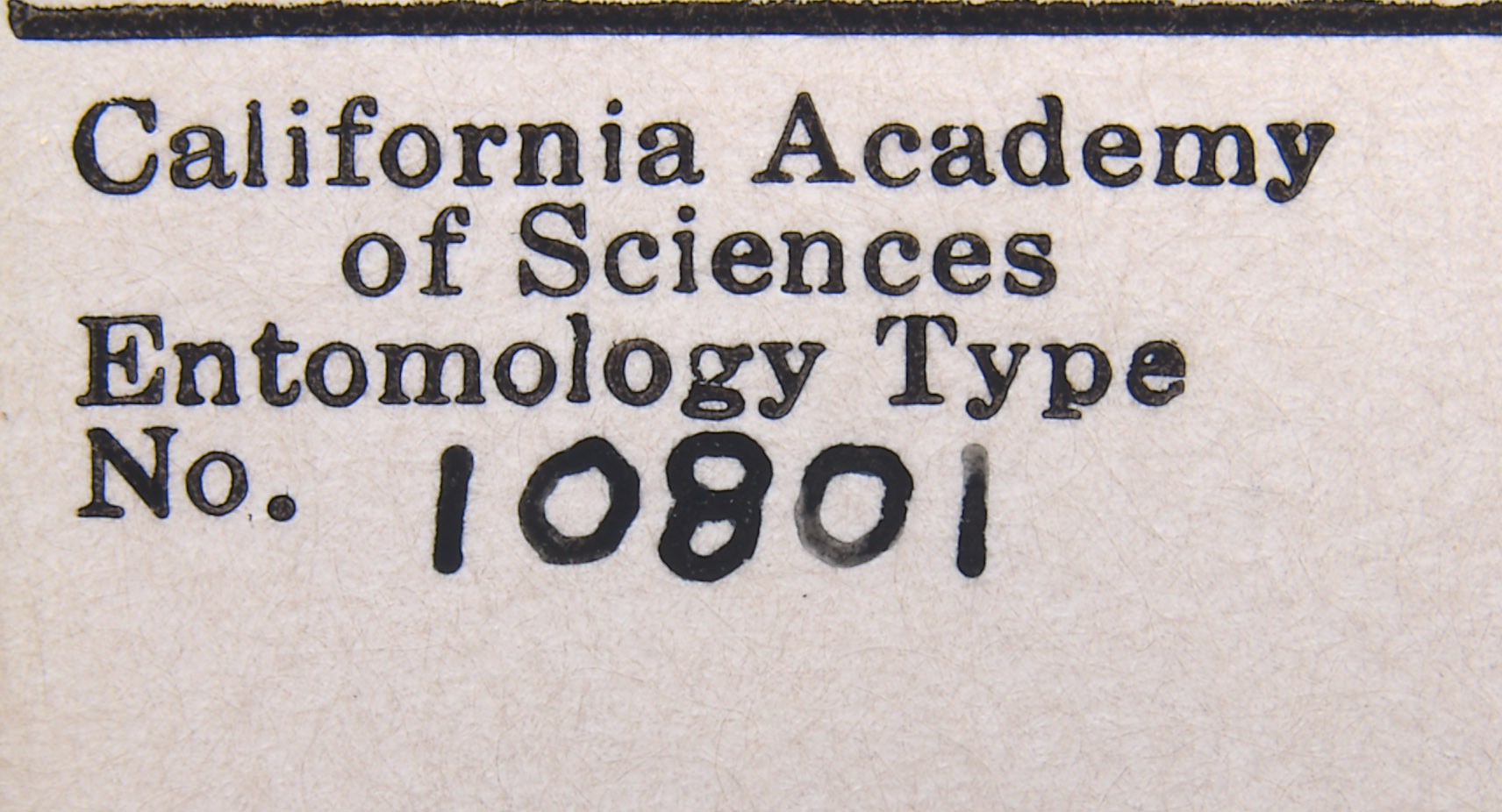 Scirtothrips acaciae image