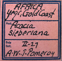 Scirtothrips acaciae image