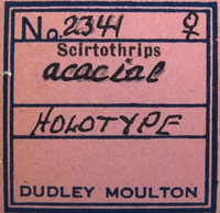 Scirtothrips acaciae image