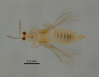 Scirtothrips acaciae image