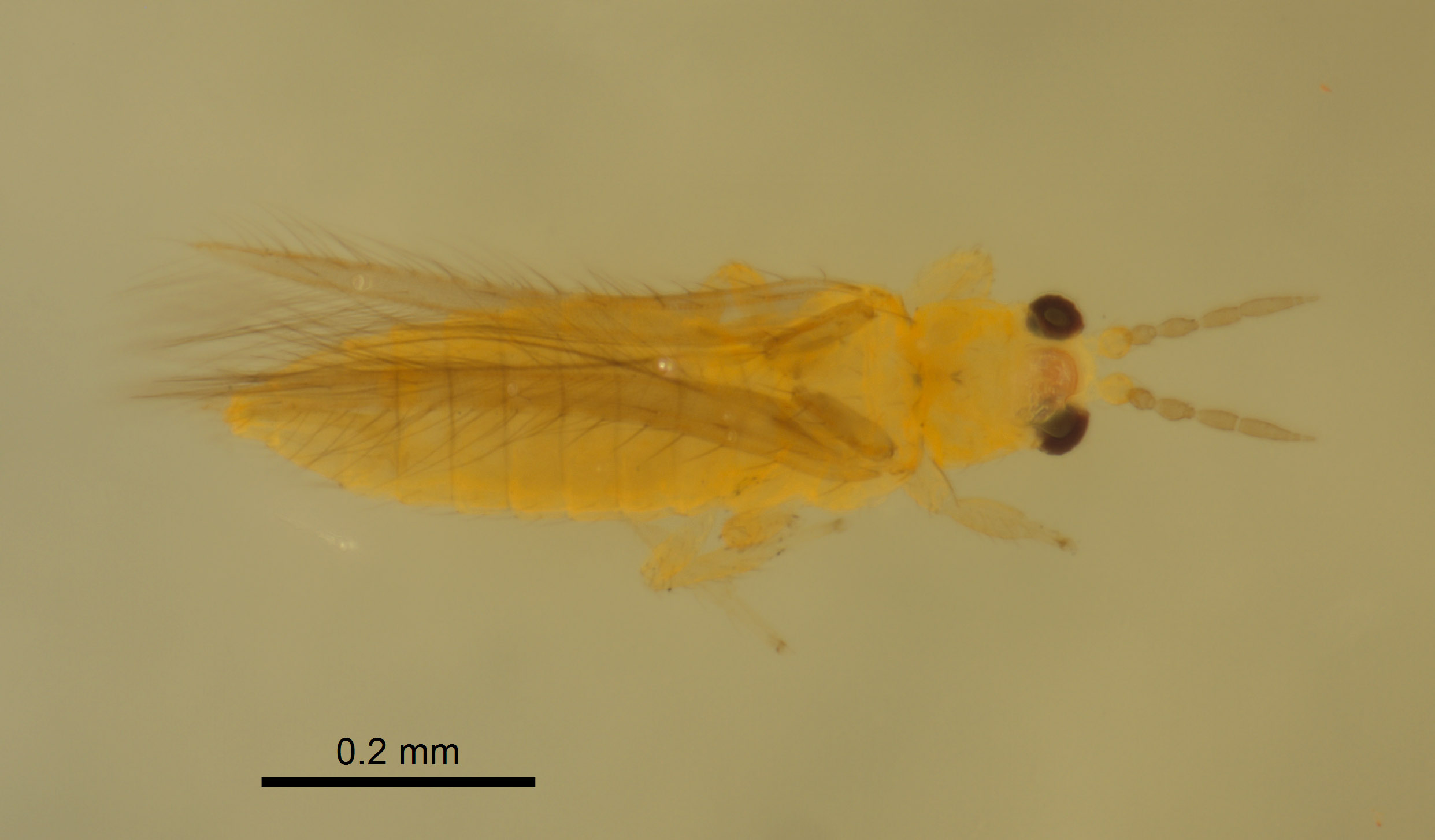 Scirtothrips dobroskyi image