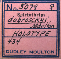 Scirtothrips dobroskyi image