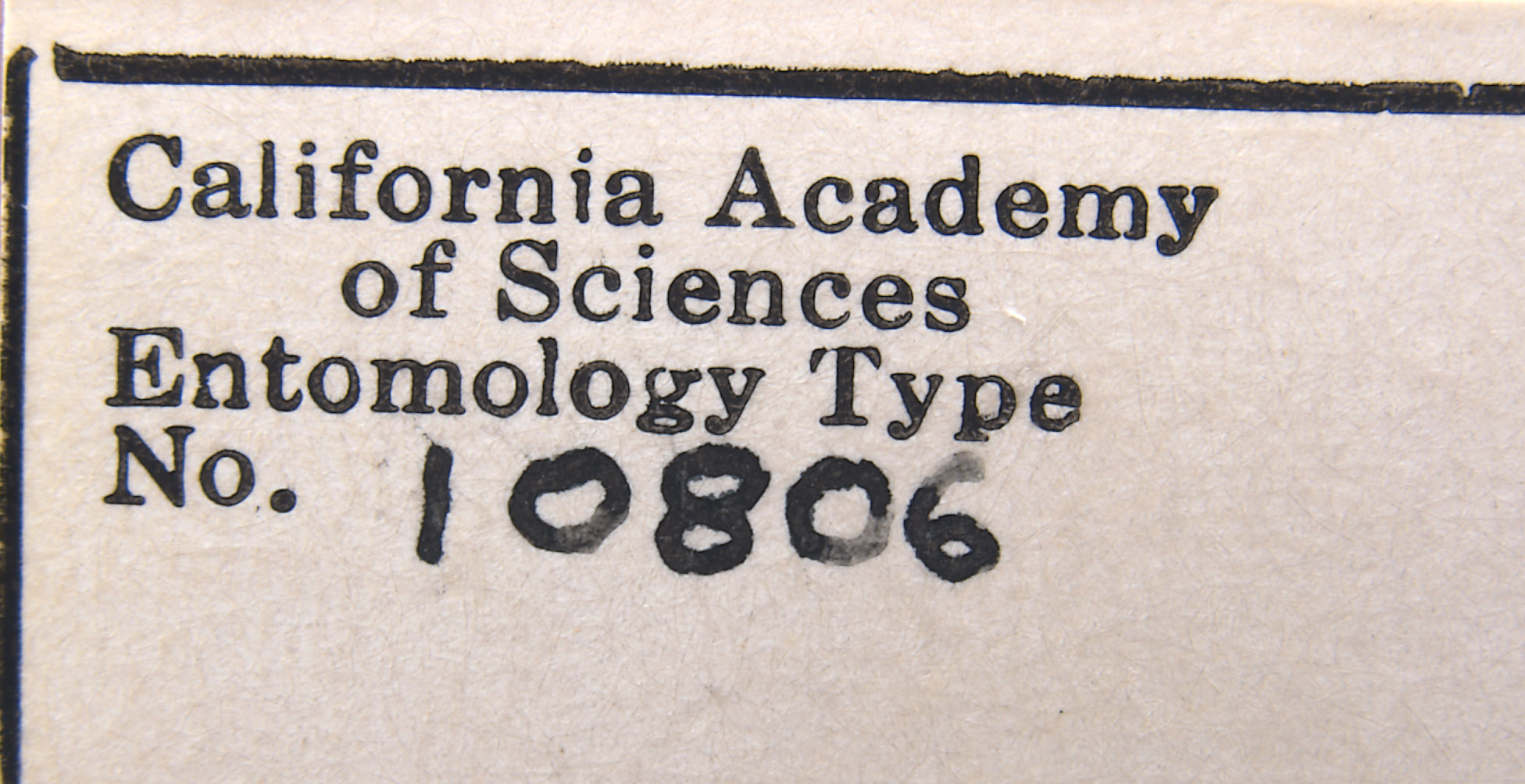 Scirtothrips dobroskyi image