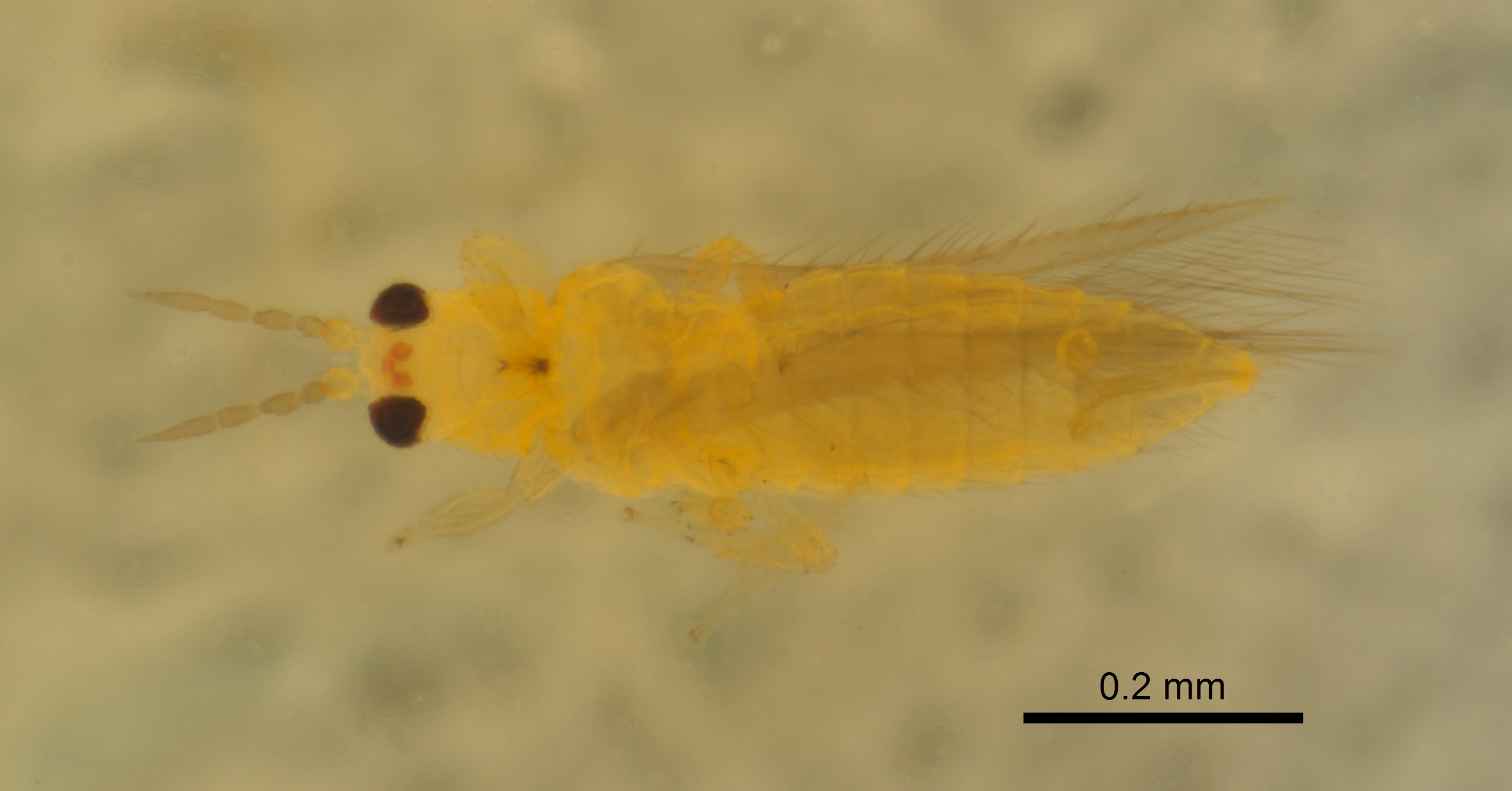 Scirtothrips dobroskyi image