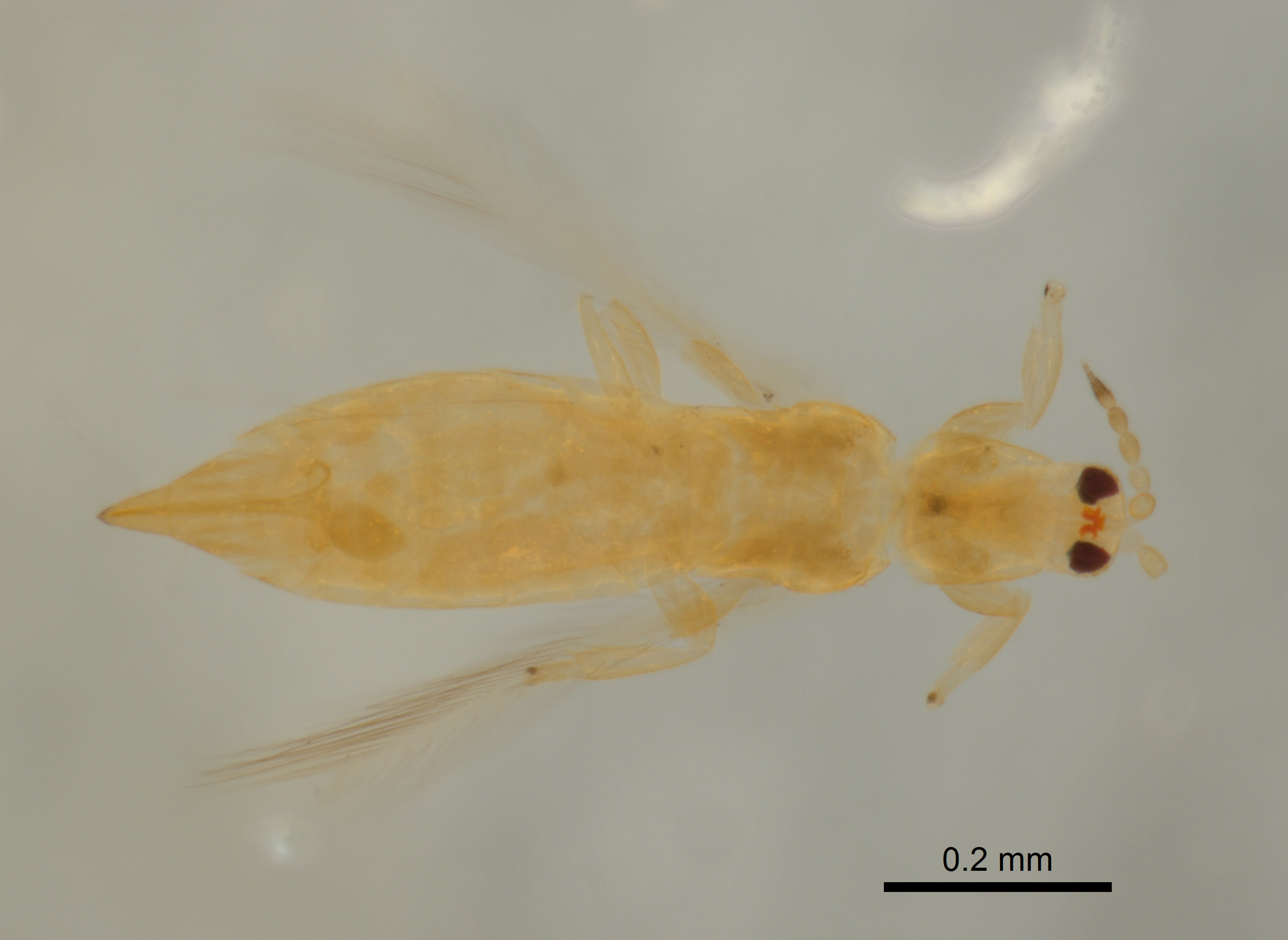 Scirtothrips pomeroyi image
