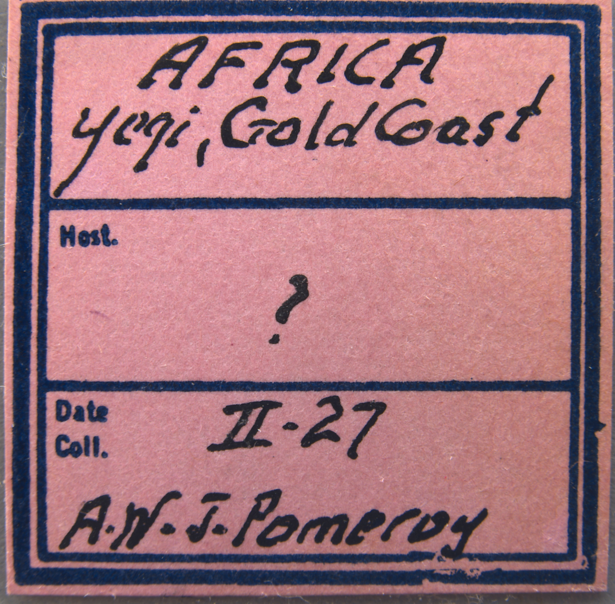 Scirtothrips pomeroyi image