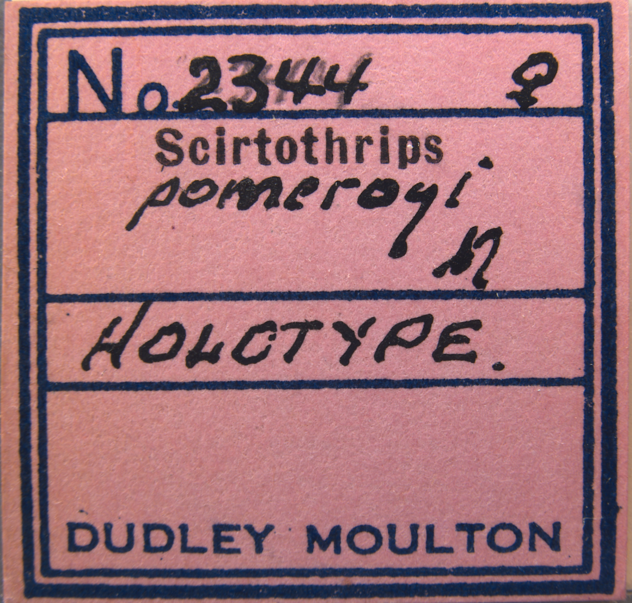 Scirtothrips pomeroyi image