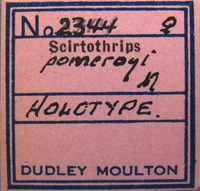 Scirtothrips pomeroyi image