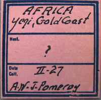 Scirtothrips pomeroyi image