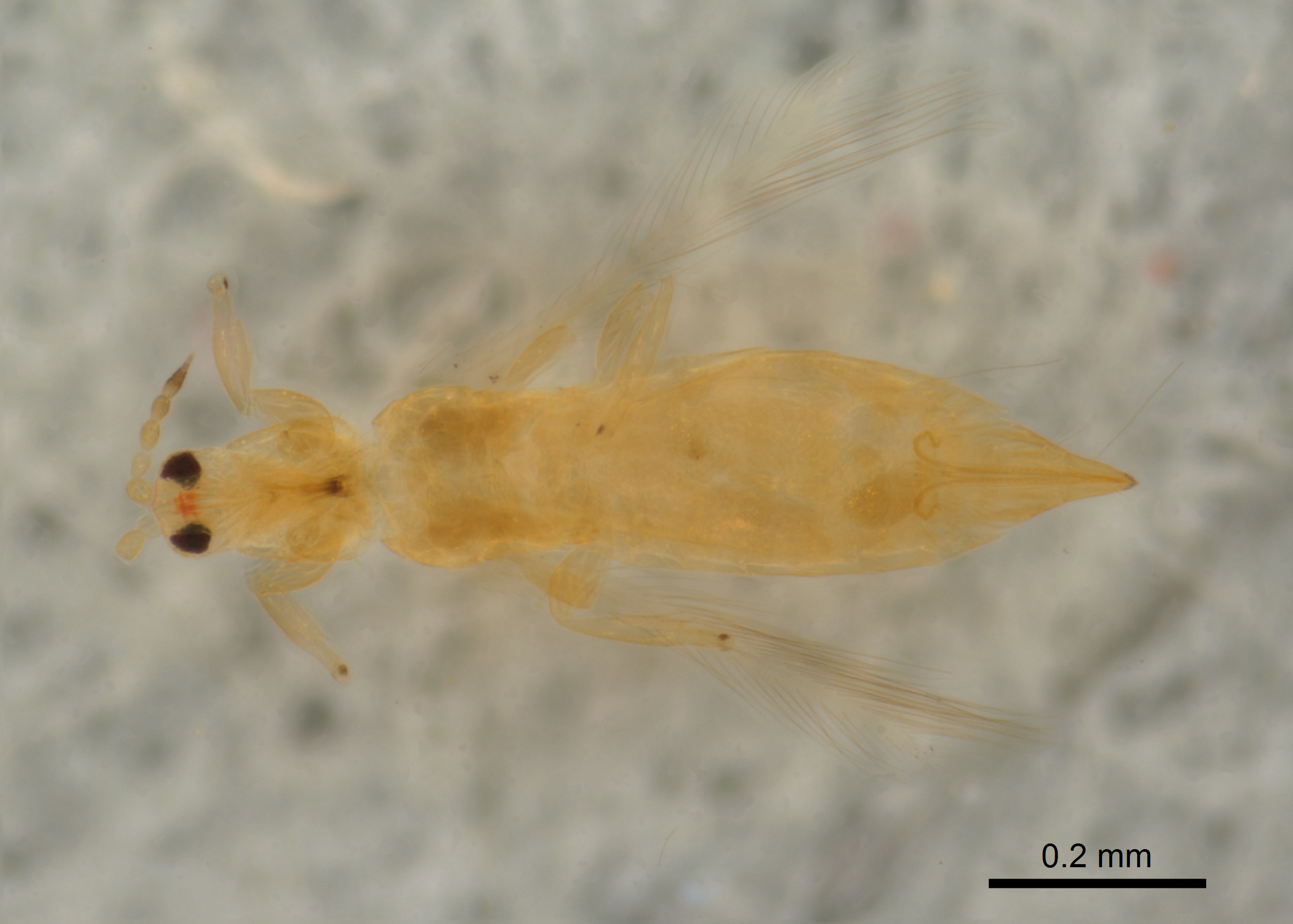 Scirtothrips pomeroyi image