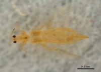 Scirtothrips pomeroyi image
