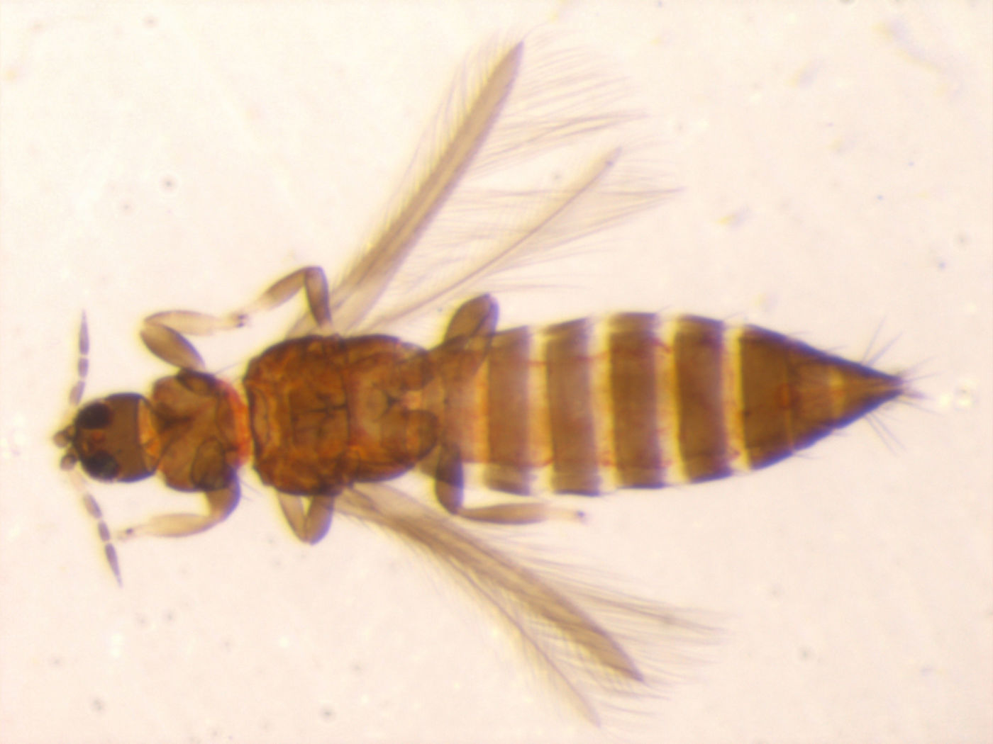 Taeniothrips canavaliae image