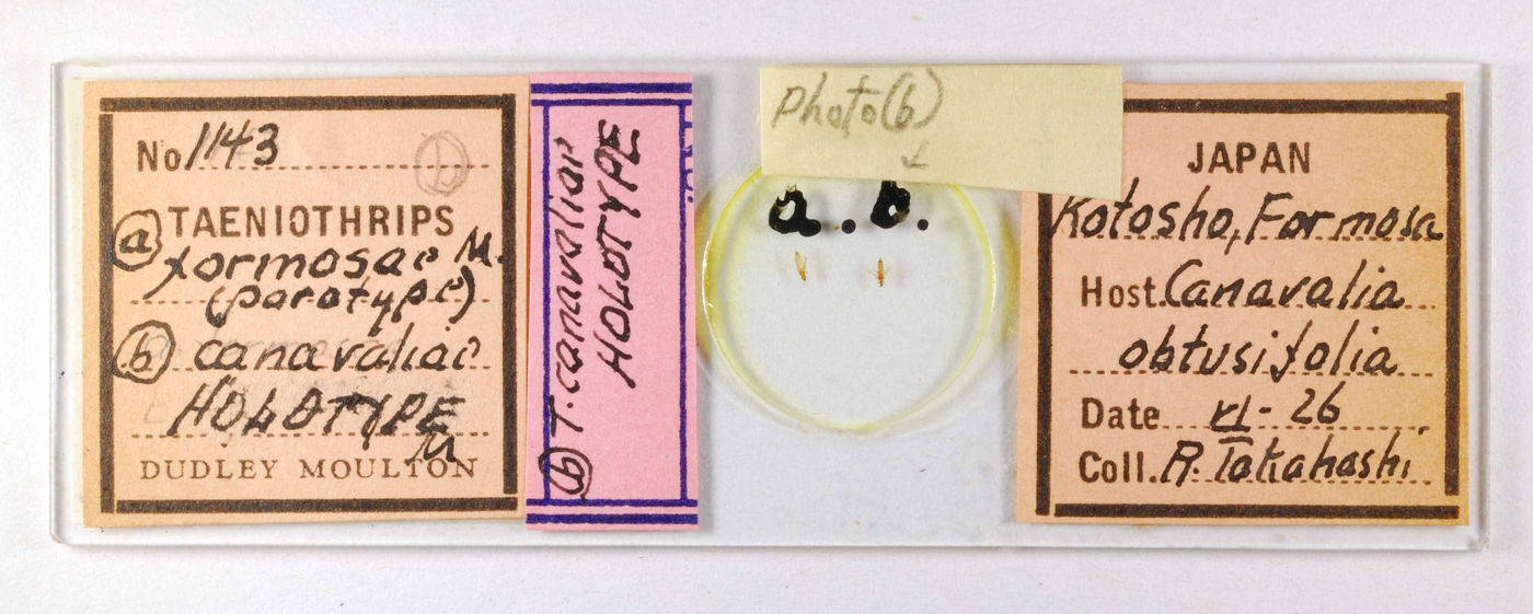 Taeniothrips canavaliae image