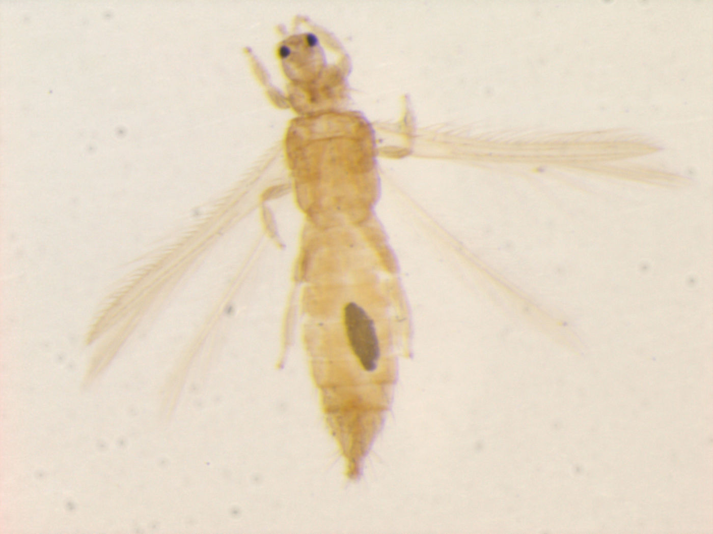Taeniothrips clarus image