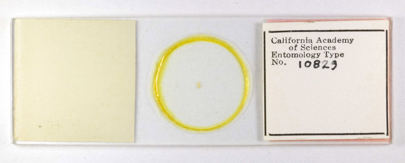 Taeniothrips clarus image