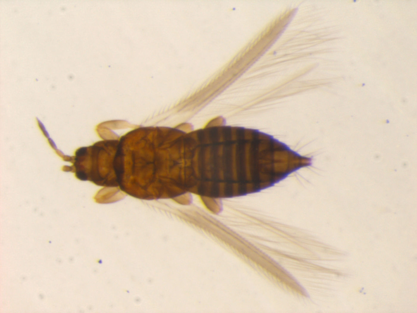 Taeniothrips eriobotryae image