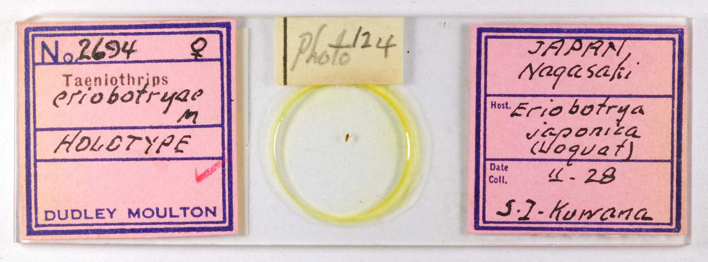 Taeniothrips eriobotryae image