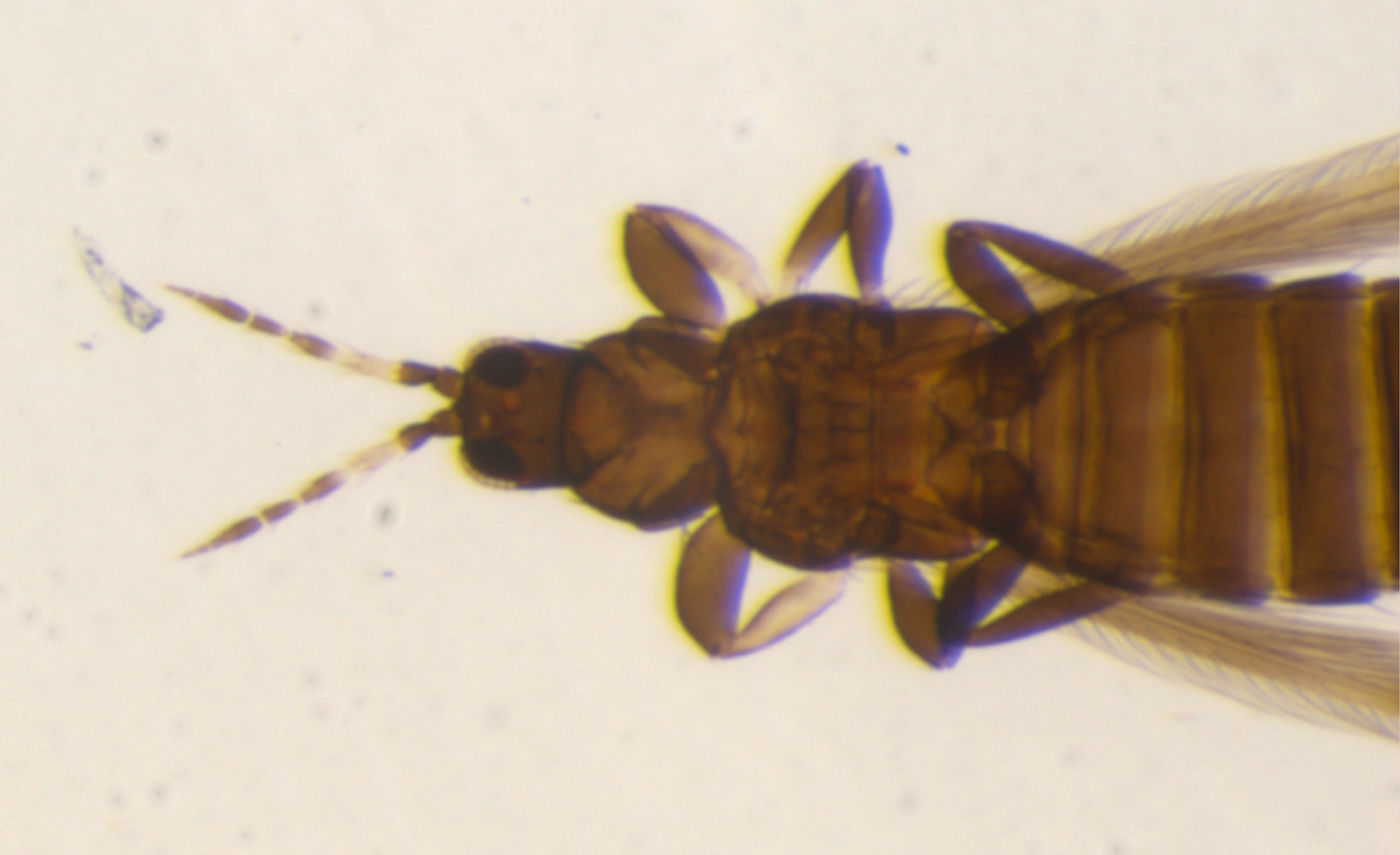 Taeniothrips formosae image