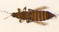 Taeniothrips formosae image