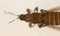 Taeniothrips formosae image
