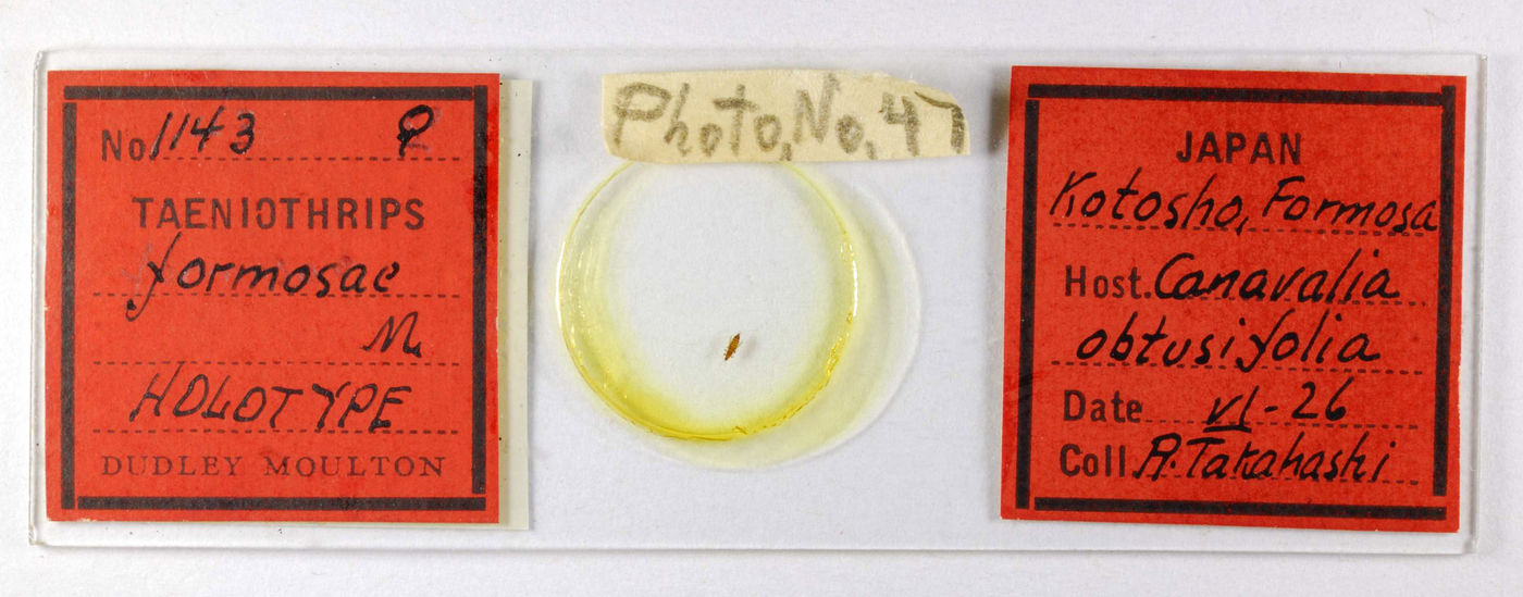 Taeniothrips formosae image