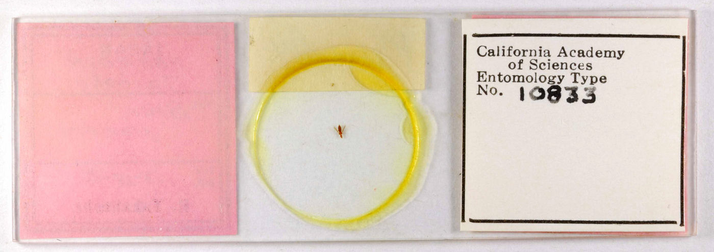 Taeniothrips gracilis image