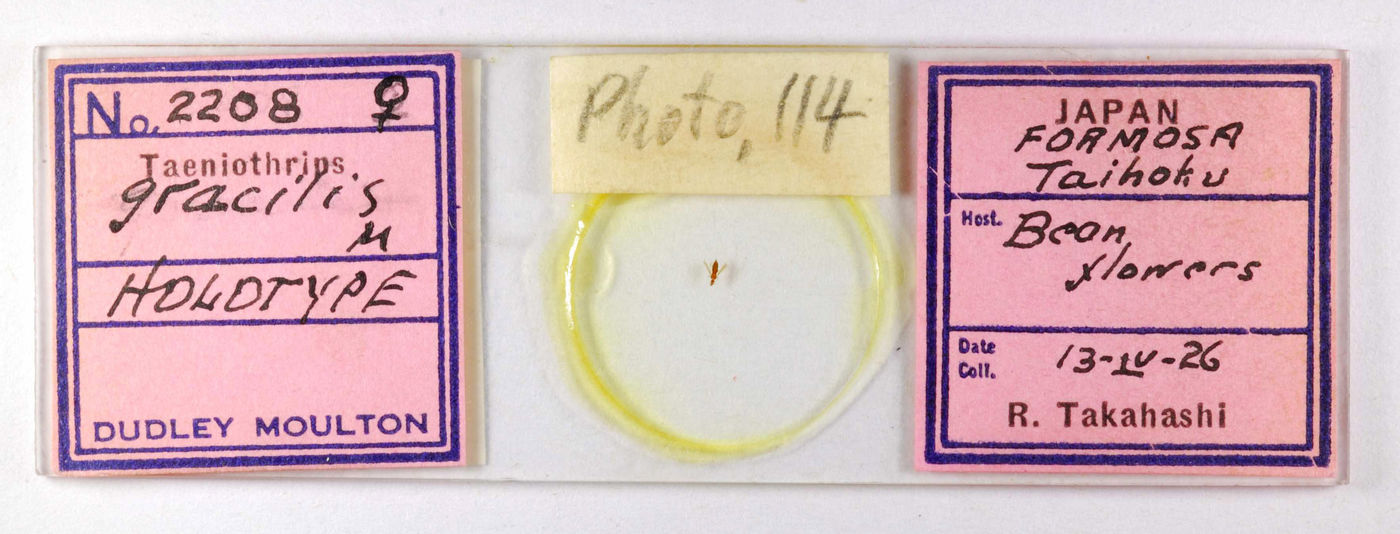 Taeniothrips gracilis image