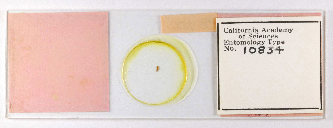 Taeniothrips kotoshoi image