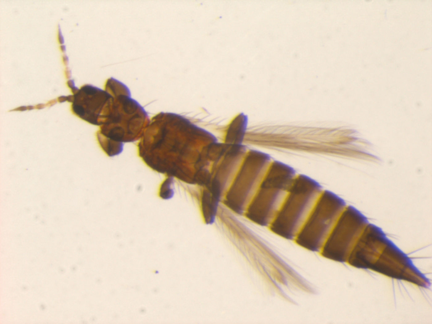 Taeniothrips image