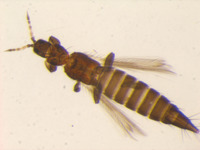 Taeniothrips varicornis image