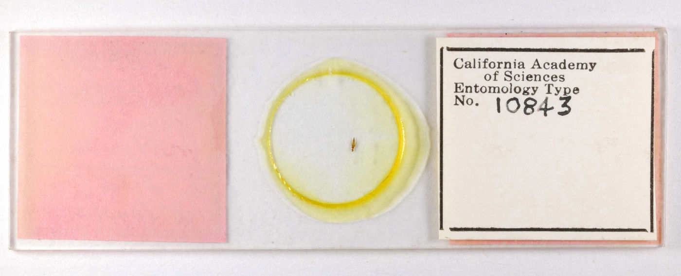 Taeniothrips varicornis image