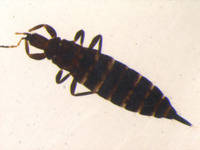 Cryptothrips magnus image