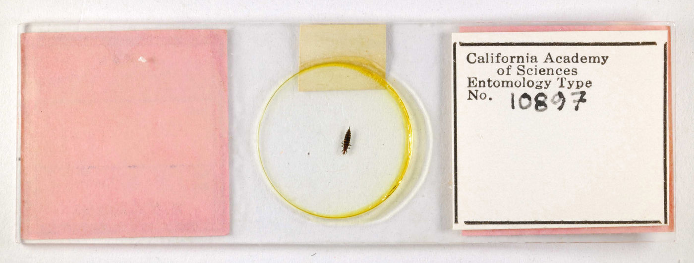 Cryptothrips magnus image