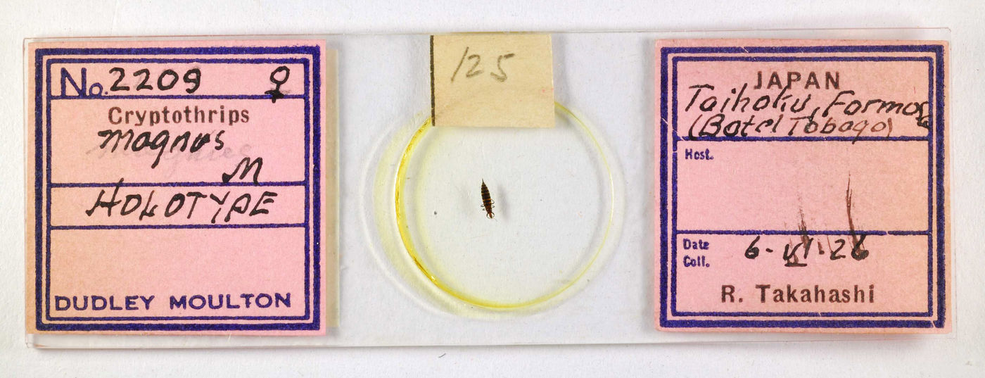 Cryptothrips magnus image