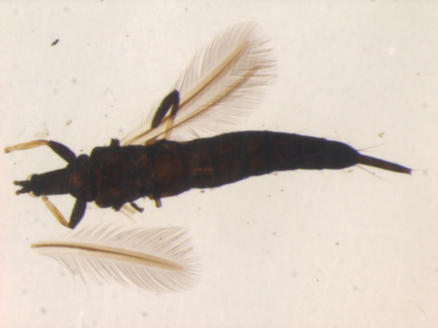 Gigantothrips venapennis image