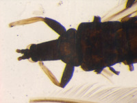 Gigantothrips venapennis image