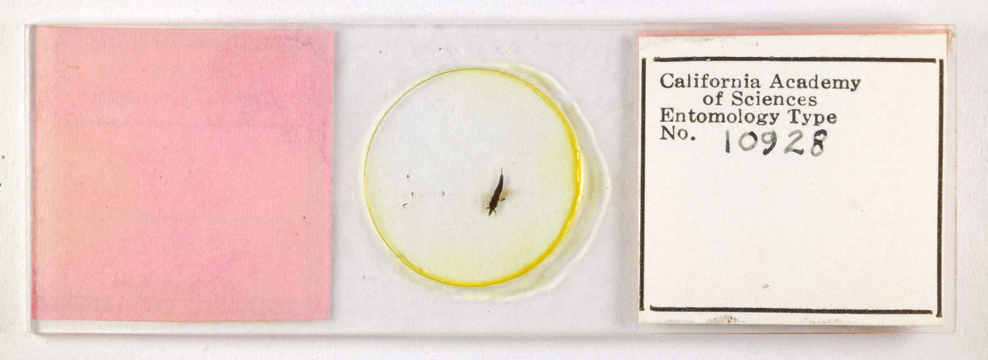 Gigantothrips venapennis image