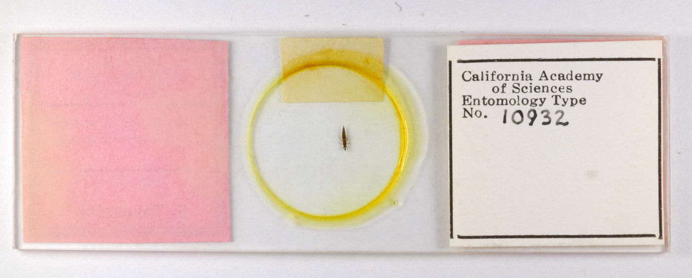 Gynaikothrips citricornis image