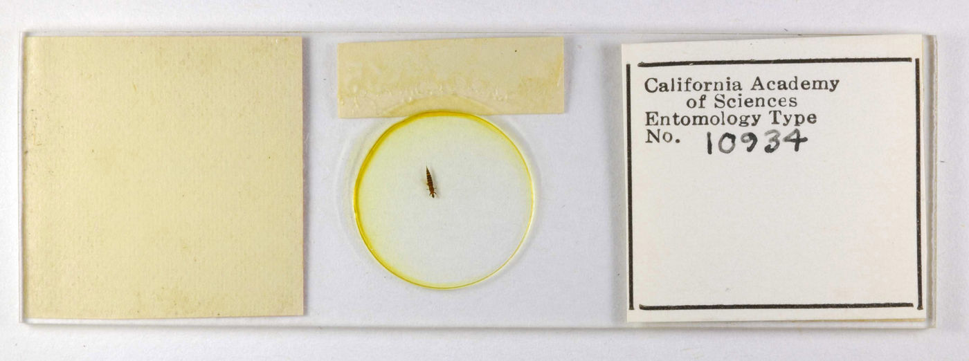 Gynaikothrips kuwanai image