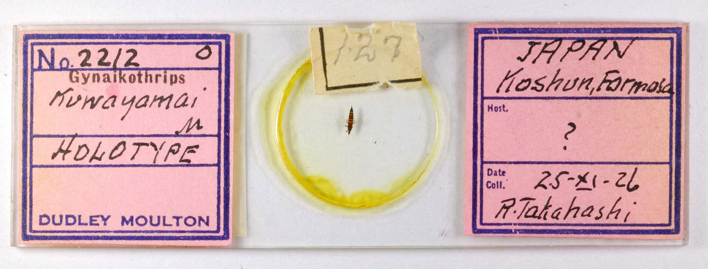 Gynaikothrips kuwayamai image